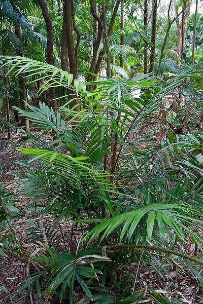 Calamus australis Calamus australis Palmpedia Palm Grower39s Guide