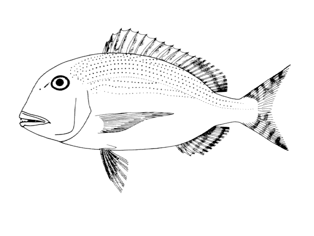 Calamus (fish) wwwfishbaseorgimagesspeciesCamuu0gif