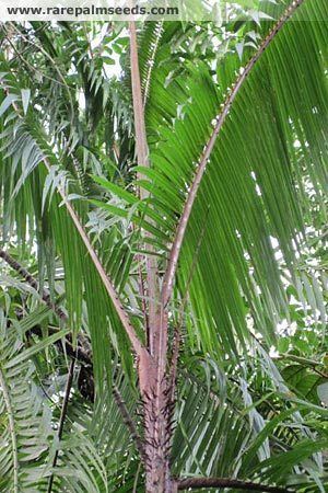 Calamus (palm) Calamus sp Borneo buy seeds at rarepalmseedscom