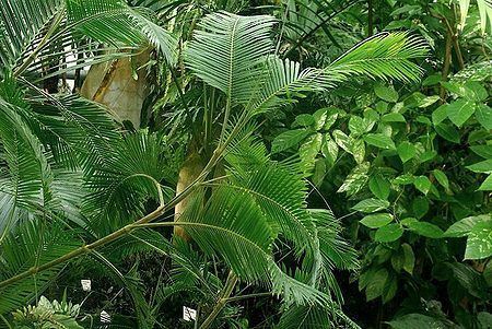 Calamus (palm) Calamus ciliaris Palmpedia Palm Grower39s Guide