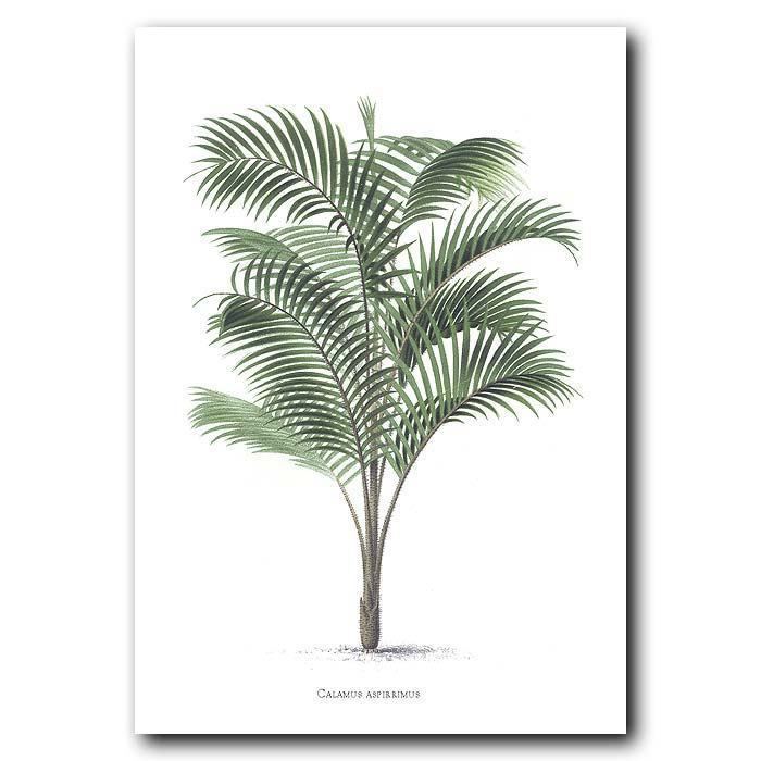 Calamus (palm) Calamus Palm Tree vintage palm tree art Free shipping worldwide