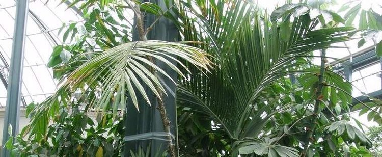 Calamus (palm) Calamus Palm Tree Calamus latifolius