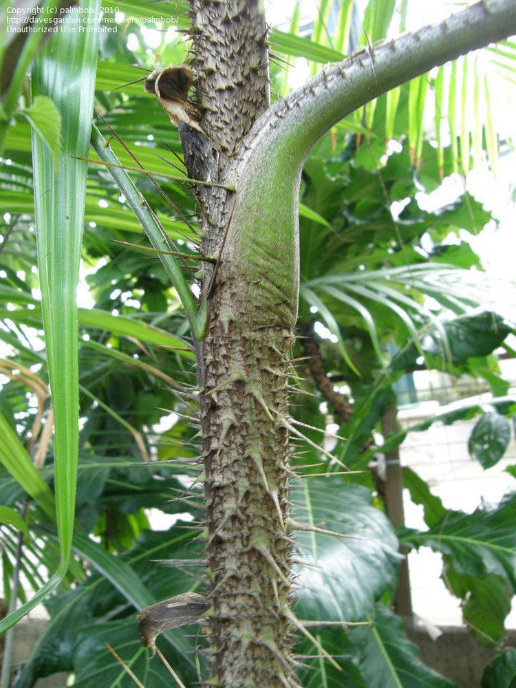 Calamus (palm) PlantFiles Pictures Calamus Palm Tree Calamus latifolius by palmbob