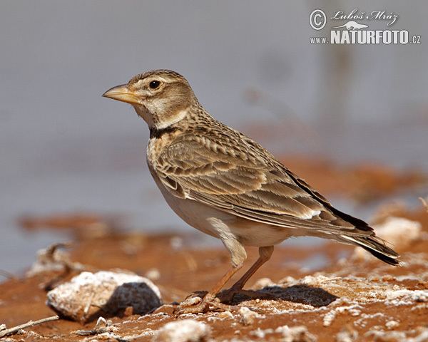 Calandra lark Calandra Lark Pictures Calandra Lark Images NaturePhoto