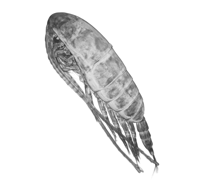 Calanidae metacopepodhcmrgrsitesdefaultfilescalanusr