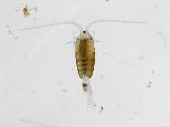 Calanoida coppode calanoide Calanoida Crustacea Maxillopoda Crustacea