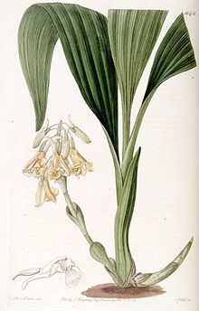 Calanthe densiflora httpsuploadwikimediaorgwikipediacommonsthu