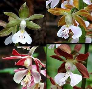 Calanthe discolor Three Calanthe from Japan39s southern mountains