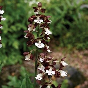 Calanthe discolor Calanthe Discolor Japanese Hardy Orchid 1 Plant Perennials