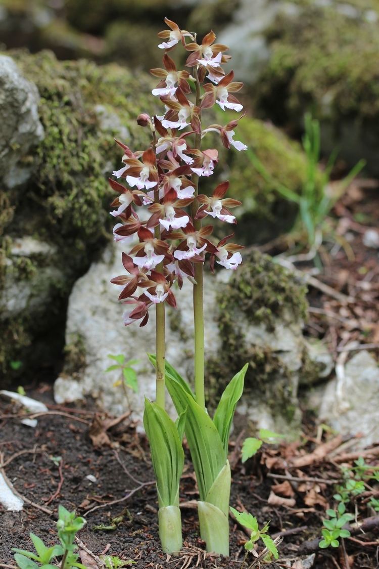 Calanthe discolor FileCalanthe discolorJPG Wikimedia Commons