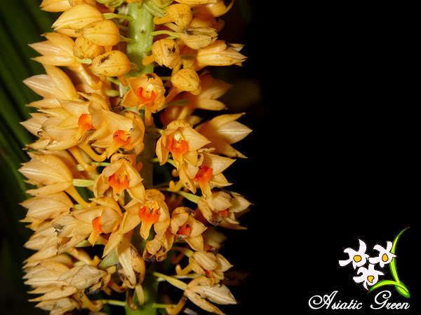 Calanthe pulchra wwworchidspeciescomorphotdircalapulchrajpg