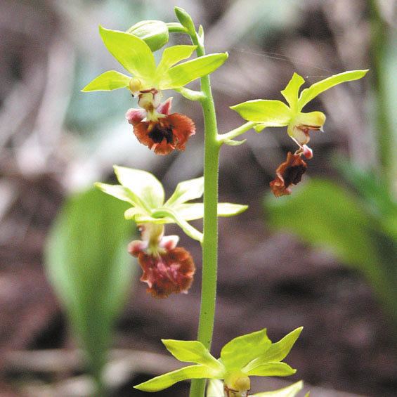 Calanthe tricarinata Calanthe tricarinata orchid Calanthe Suppliers of terrestrial