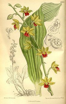 Calanthe tricarinata httpsuploadwikimediaorgwikipediacommonsthu