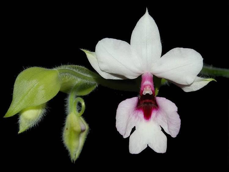 Каланта орхидея фото