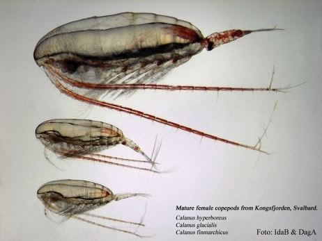 Calanus The three Arctic Calanus spp C hyperboreus top C glacialis