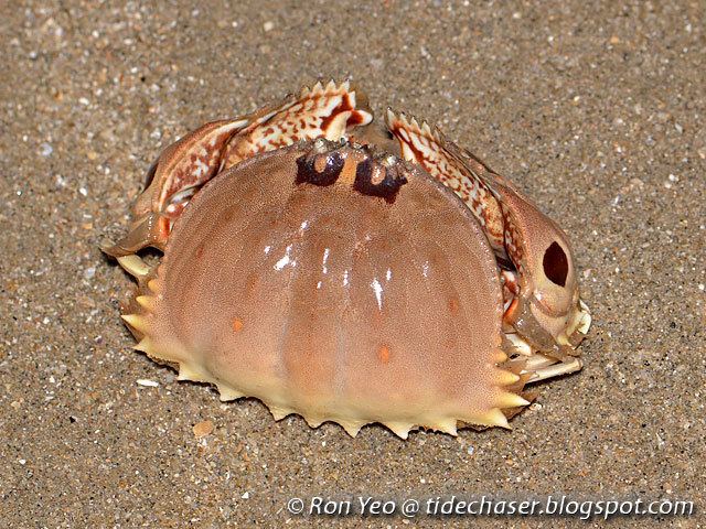 Calappa (crab) tHE tiDE cHAsER Box Crabs Phylum Arthropoda Family Calappidae of