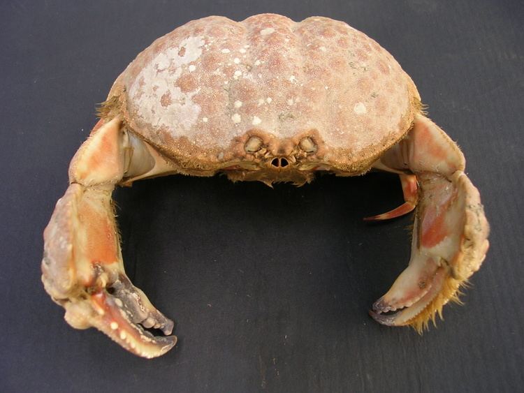 Calappa (crab) httpsuploadwikimediaorgwikipediacommons55