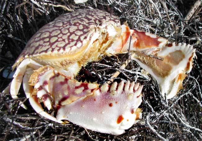 Calappa (crab) Flame Box Crab CALAPPA FLAMMEA