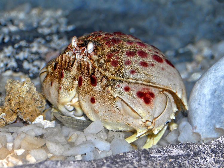 Calappidae Calappidae Wikipdia