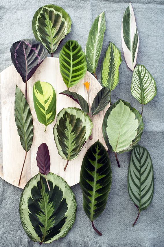 Patterned leaves of the Calathea plant