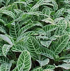 Calathea Zebrina, a perennial foliage plant that displays fairly large ovate leaves at the tips of its long stalks