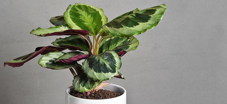 Calathea Medallion, a plant with large oval green leaves with purple undersides