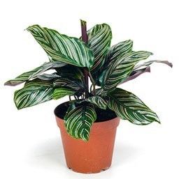 Calathea Ornata, a plant with glossy oversized dark green leaves accented by delicate pink stripes