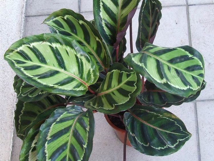 Calathea Medallion, a plant with large oval green leaves with purple undersides viewed from the top