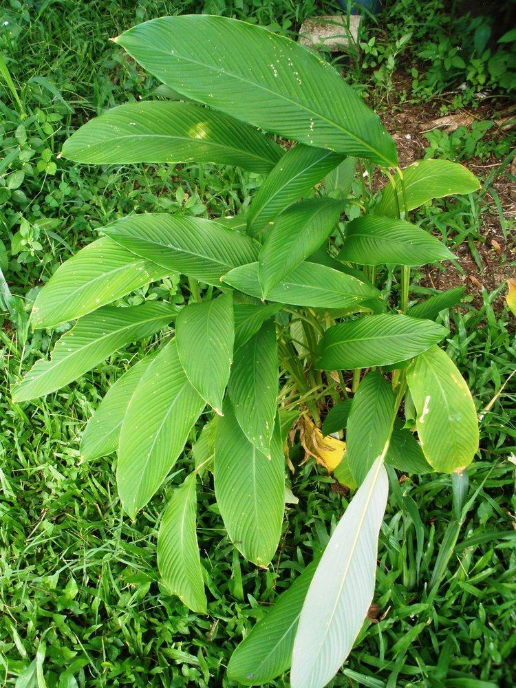 Calathea allouia Plantasia Nursery