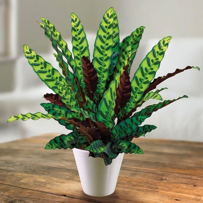Calathea lancifolia Calathea lancifolia 1 plant Buy online order yours now