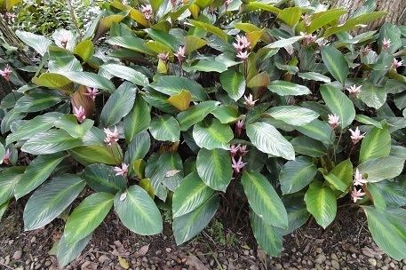 Calathea loeseneri Calathea loeseneri