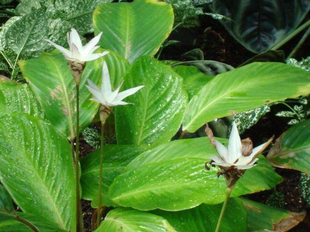 Calathea loeseneri httpsuploadwikimediaorgwikipediacommons88