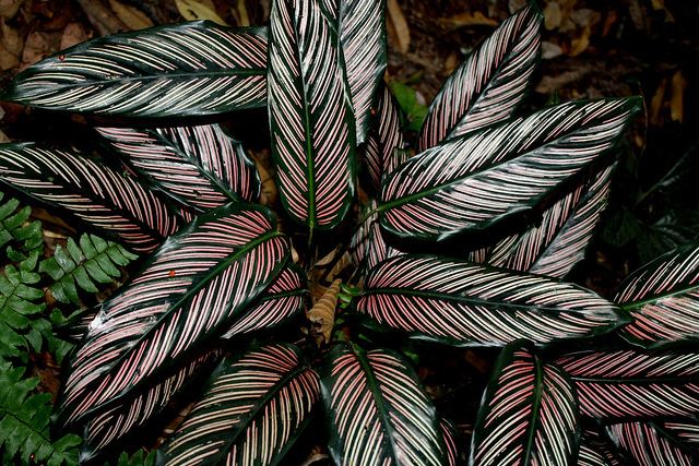 Calathea ornata Calathea Ornata Lovers Plant Amazing Leaves Pink Strips RARE