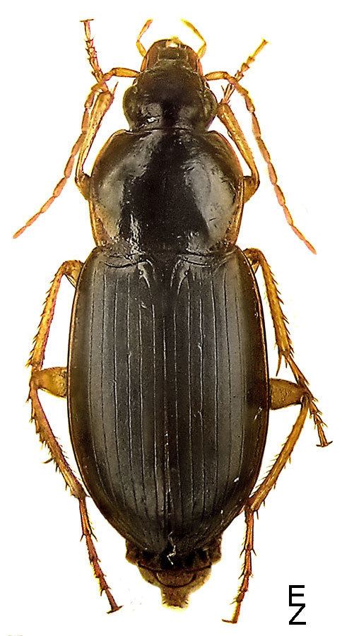 Calathus Calathus Neocalathus micropterus Dufischmid 1812 123 Carabidae