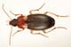Calathus Calathus Calathus cinctus Motschulsky 1850 a ground beetle