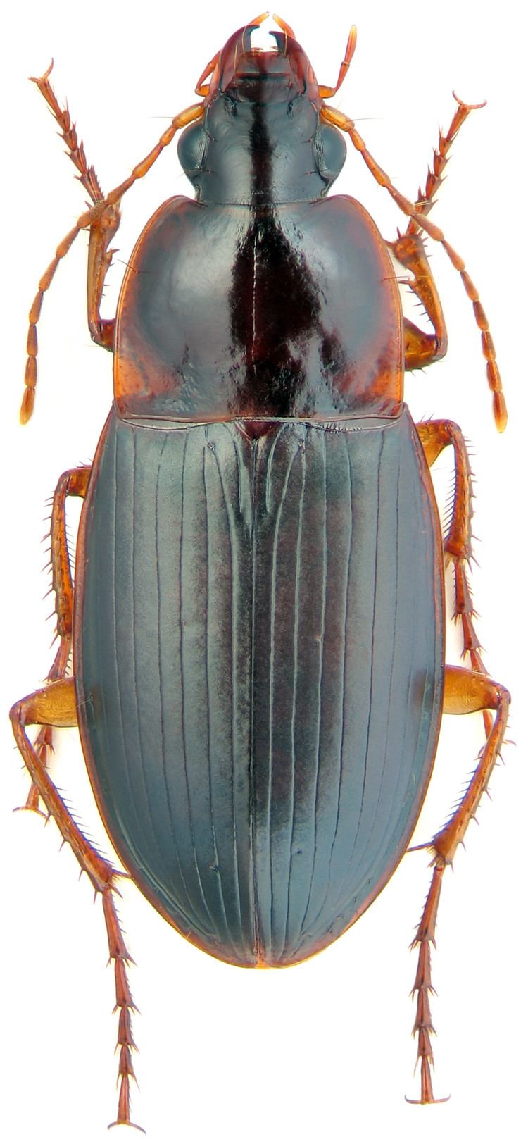 Calathus Calathus Neocalathus ambiguus ambiguus Paykull 1790 130 Carabidae