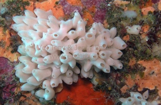 A white Calcareous sponge