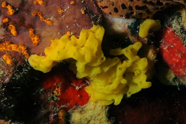 A yellow Calcareous sponge