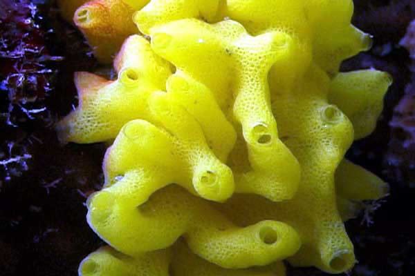 A yellow Calcareous sponge with tiny pores