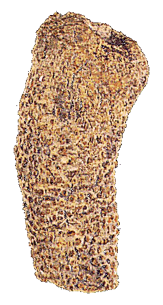 Skeleton of Calcareous sponge consisting of individual spicules of calcium carbonate