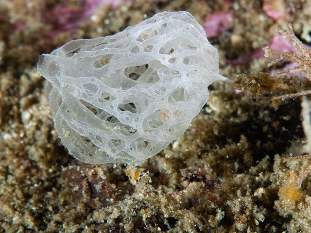 A white Calcareous sponge found in shallow waters