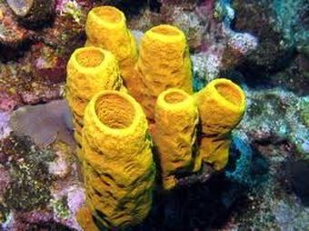 A yellow Calcareous sponge in tube-like form