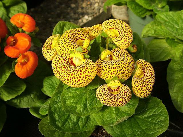 Calceolaria Calceolaria How to Grow and Care for Pouch Flowers and Pocketbook