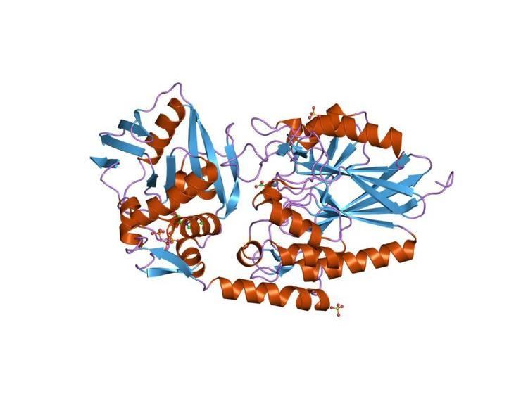Calcineurin-like phosphoesterase