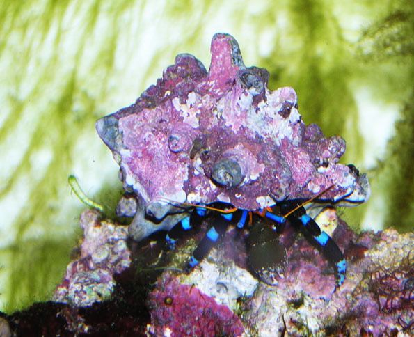 Calcinus elegans Blue Knuckle Hermit Crab Calcinus elegans Fish Research List