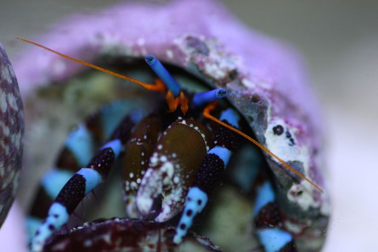 Calcinus elegans Electric Blue Hermit Crab Calcinus elegans AcquarioItaliait