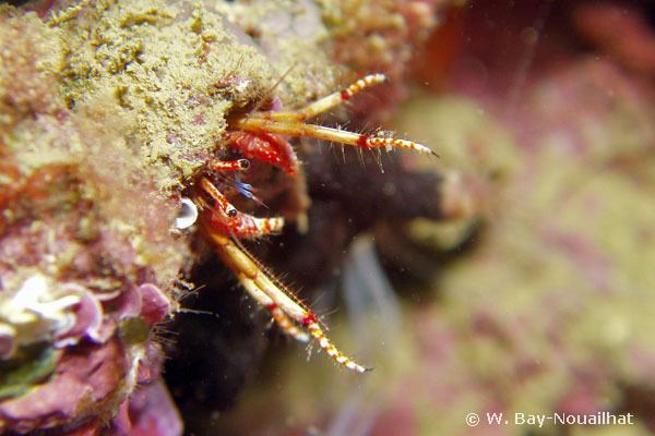 Calcinus tubularis European Marine Life Photo of Calcinus tubularis Arthropod