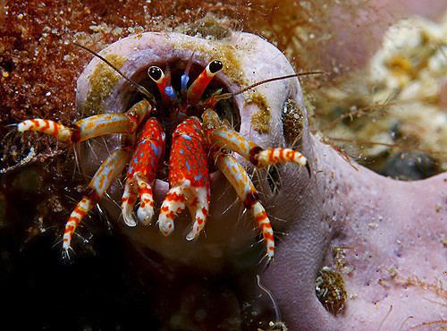 Calcinus tubularis nonHermit Crab Calcinus tubularis Autopsea Flickr