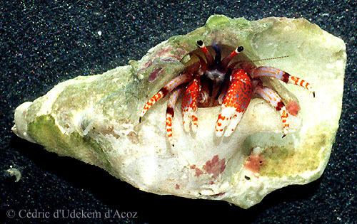 Calcinus tubularis Hermit crabs Calcinus of the world Anomura Diogenidae Calcinus