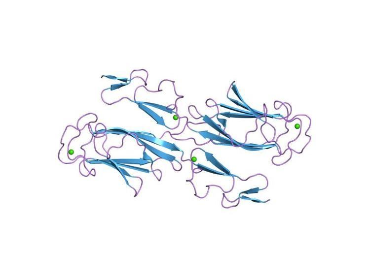Calcium-binding EGF domain